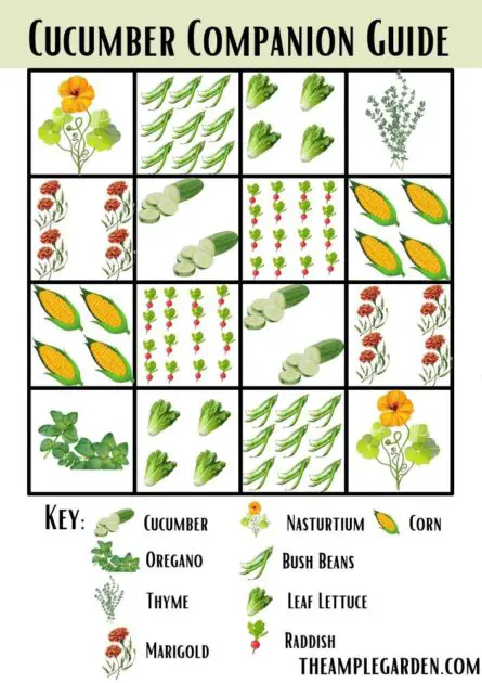 A sample garden for companion planting cucumbers.