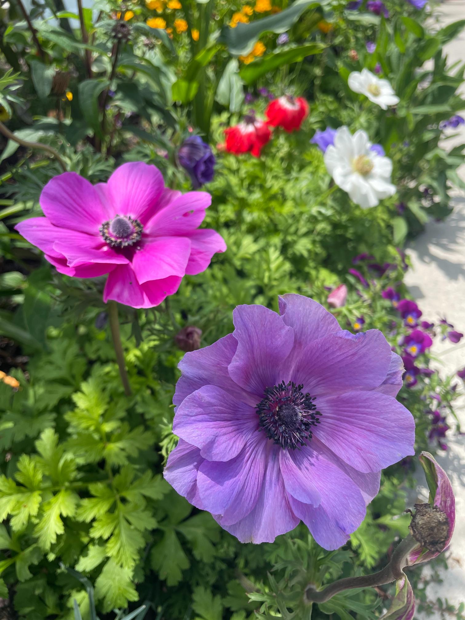 Pink and purple anemone.