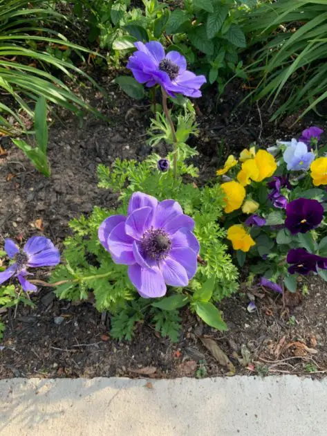 Picture of anemone flowers in bloom. How to grow anemone bulbs