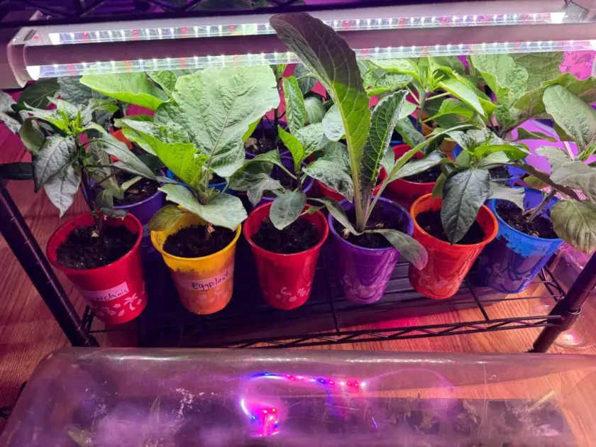 Seedlings under a grow light.