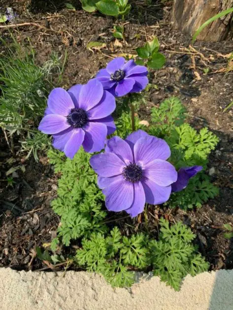 Picture of anemone flowers in bloom. How to grow anemone bulbs