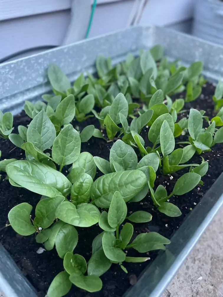 Spinach leaves growing in a container.