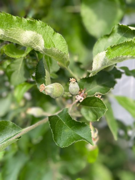 New apples emerge from blooms.