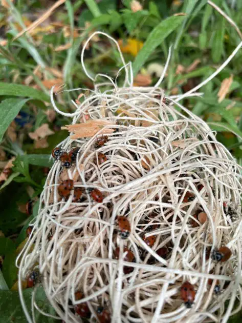 Ladybugs on a pillow of hay.