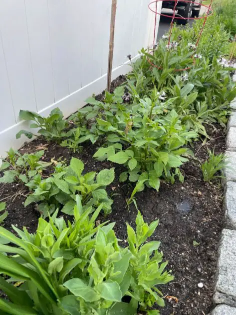 A picture of dahlias emerging in late May.