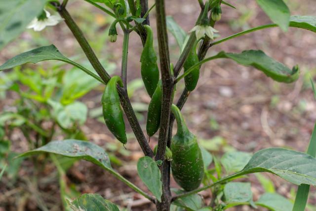 A close up of jalapeno peppers.