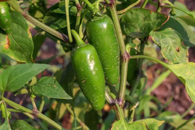 A close up of jalapeno pepper growing.