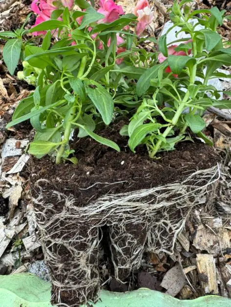 A picture if a transplant with white roots.