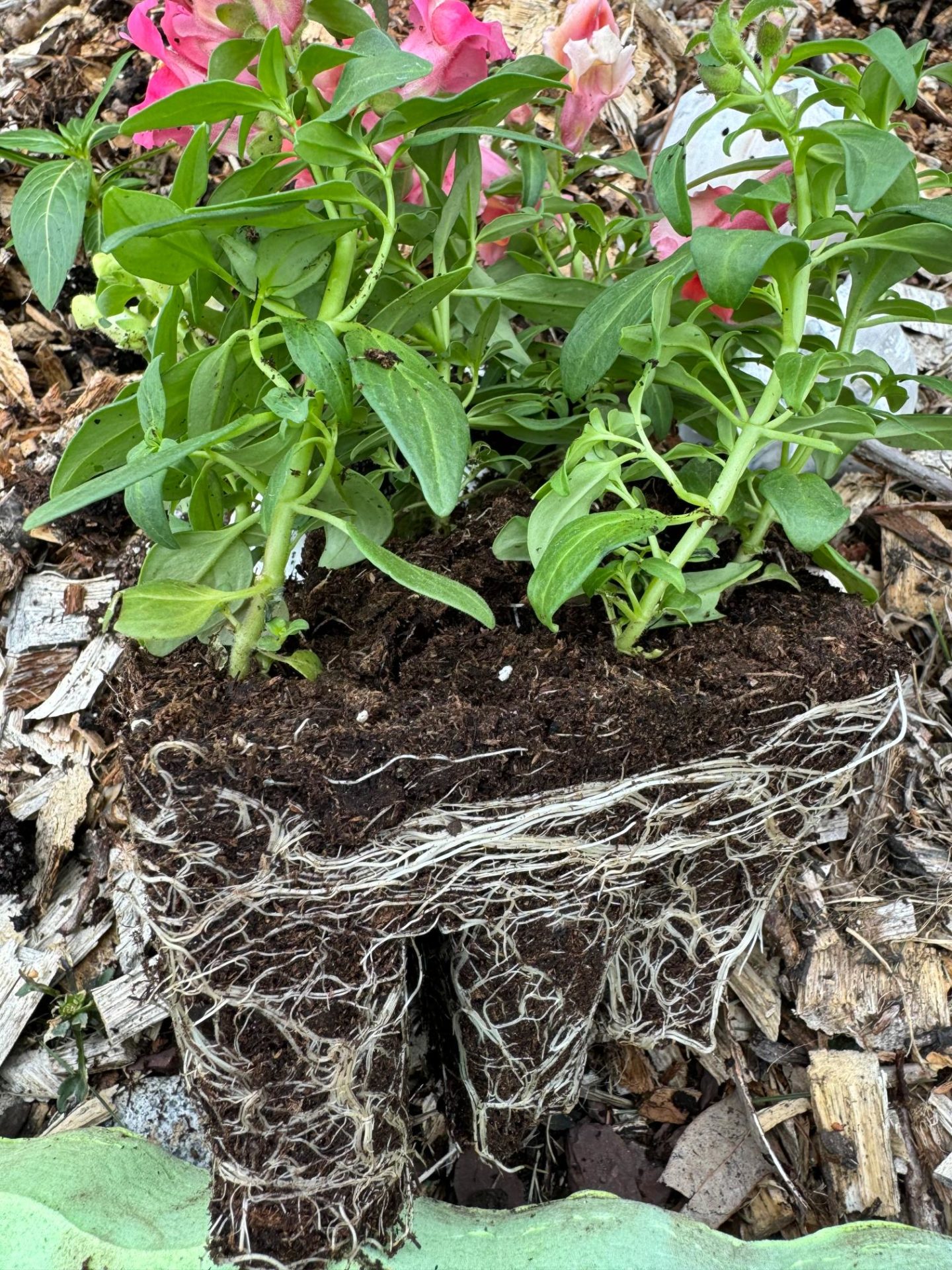 A picture if a transplant with white roots.