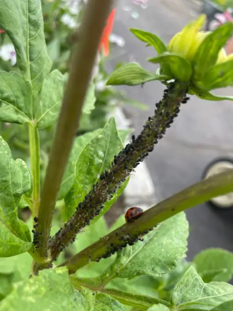 Aphids on a flower stem for zone 7b garden tasks