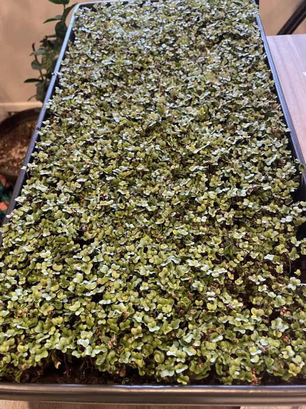 Broccoli microgreens growing in a seed tray.